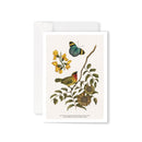 Beautiful Greeting Cards - Blank Inside