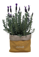 The perfect bag for your plants.